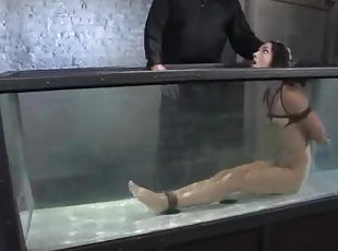 Honey gets suspended and dipped in the water tank