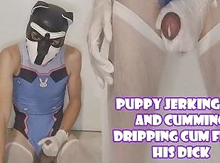Puppy Jerking Off And Cumming Dripping Cum From Dick