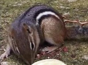 A lovely chipmunk eating chips